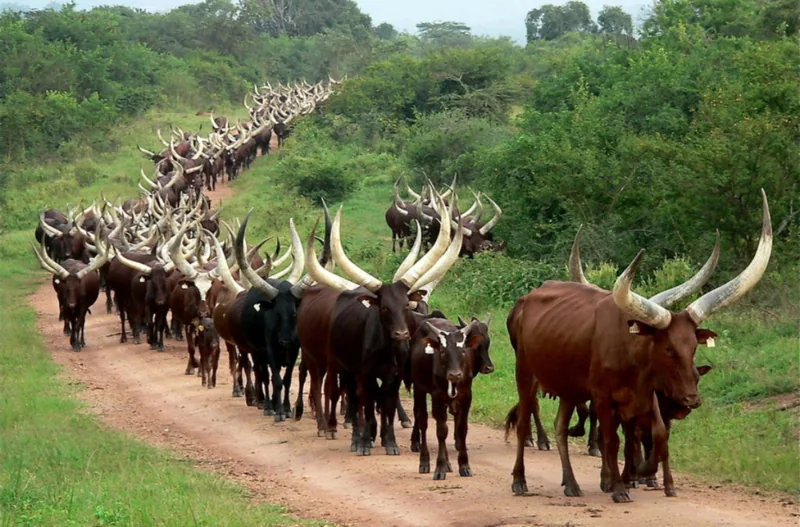 10 Tage Uganda Kultur und Wildtiersafari