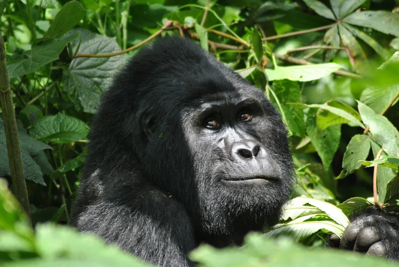 11 Tage Safari in Uganda