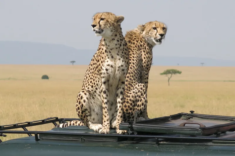Safari & Natur
