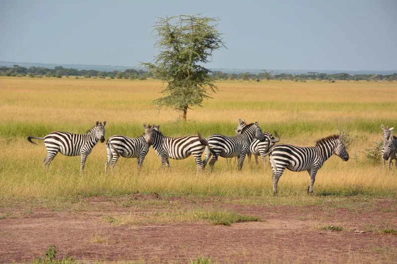 Tanzania