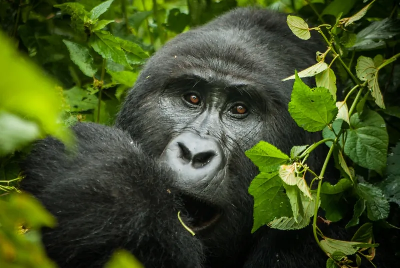 Uganda