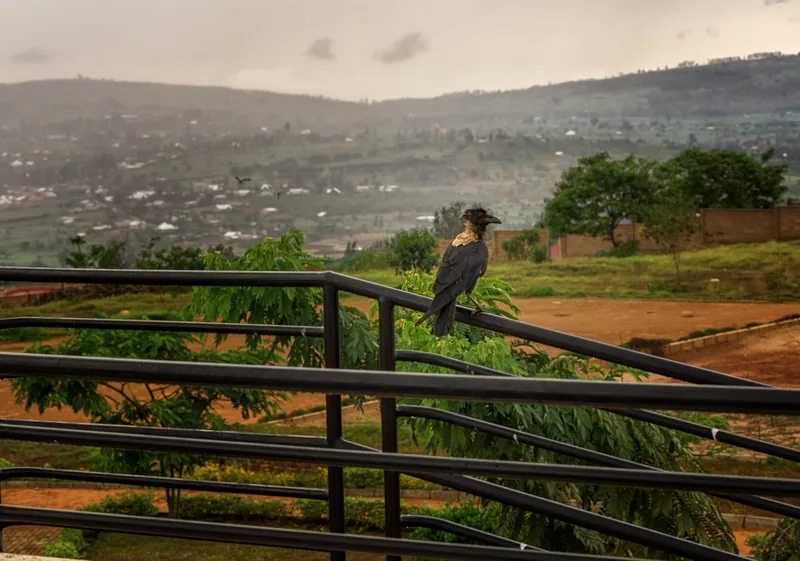 5 Tage Ruanda Safari