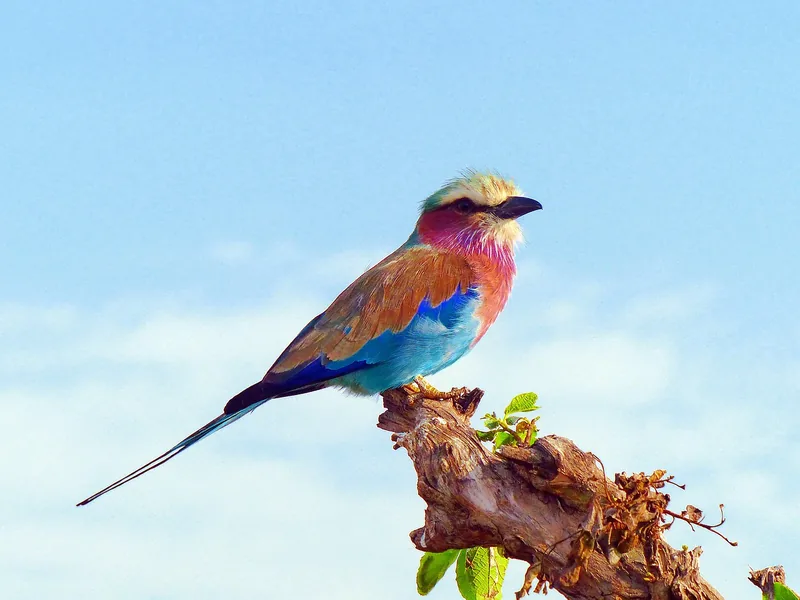 6 Tage Vogelbeobachtungssafari in Ruanda