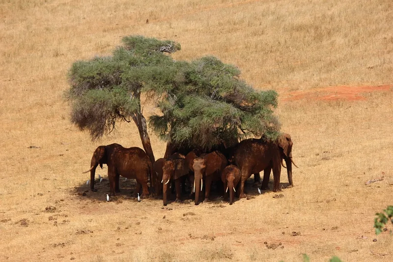 Kenia Nationalparks