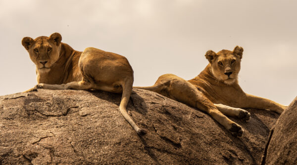 Lion Rock