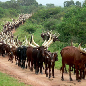 10 Tage Uganda Kultur und Wildtiersafari
