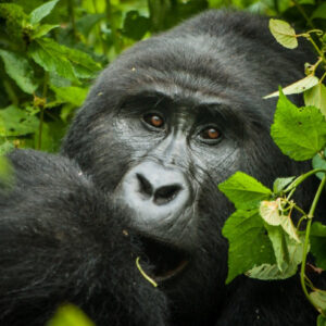 4 Tage Gorilla-Trekking-Safari