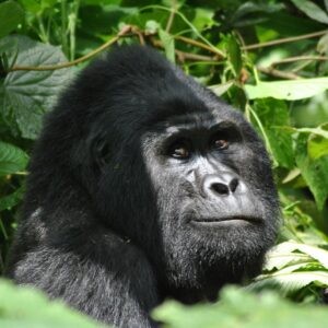 11 Tage Safari in Uganda