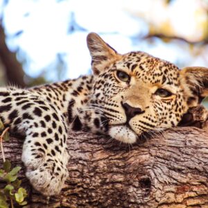 12 Tage Safaritour in Ruanda