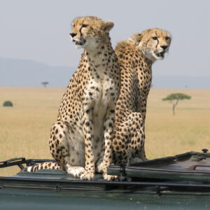 2 Tage Safari im Norden Tanzanias