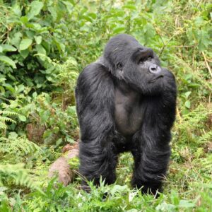 3 Tage Gorilla-Trekking Abenteuer in Musanze