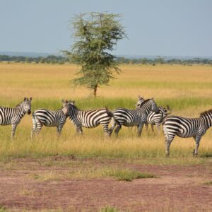 3 Tage Tarangire Ngorongoro und Manyara Safari