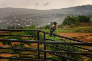 5 Tage Ruanda Safari