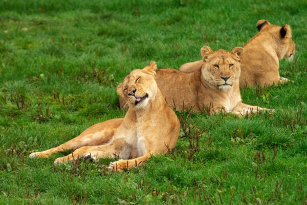 Tagesausflug zum Arusha Nationalpark