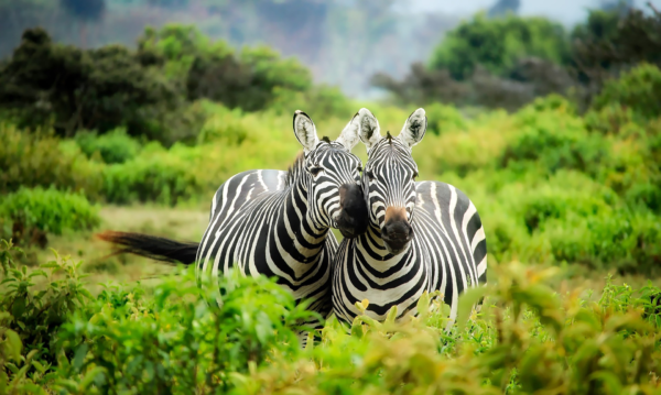 zebras-1883654_1920